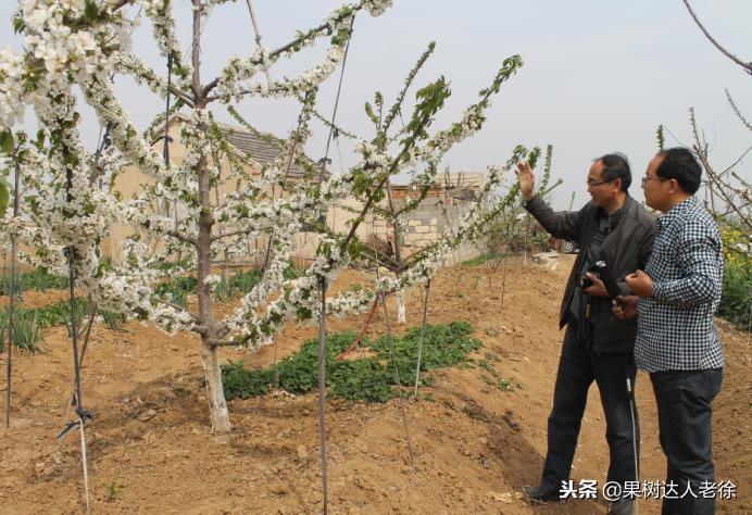 樱桃树如何正确种植,樱桃好吃树难栽真的就这么难么