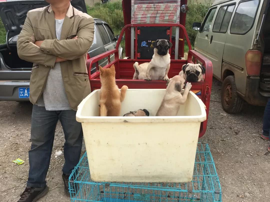 巴哥犬价格在多少钱,八哥犬200块钱