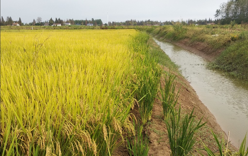 在农村用土地怎么创业,中年人在农村如何创业