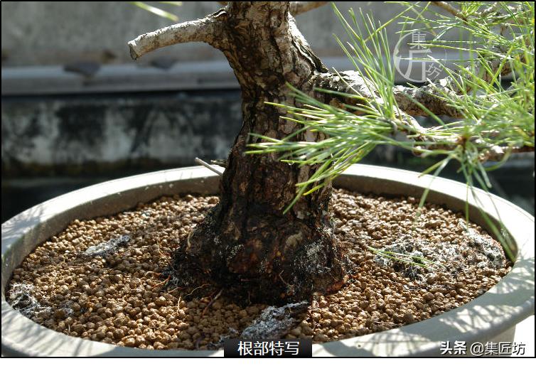 黑松盆景造型实例图解 (小型黑松造型盆景)