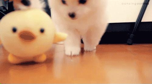 狗狗总是用屁屁蹭主人的腿,狗狗老是用屁股蹭你是什么意思