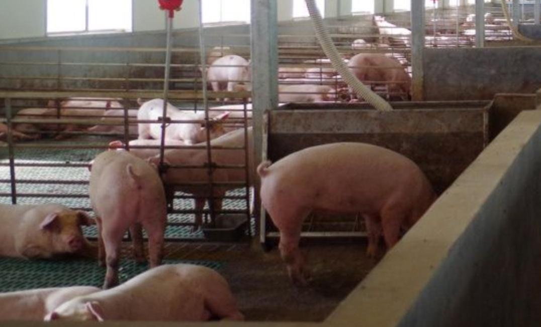 我在双胞胎集团的点点滴滴