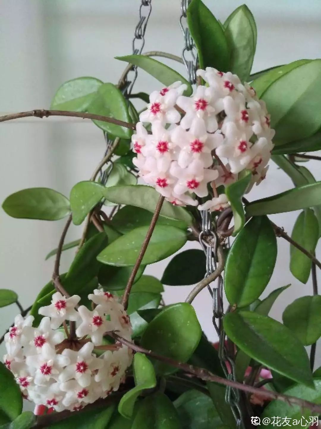 适合阳台养的四季开花有花香的花,花期长耐热耐寒又好养的花卉