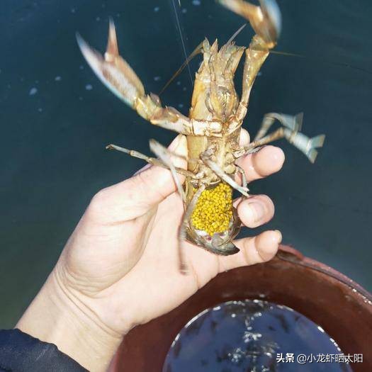 小龙虾孵化了怎么办,小龙虾虾卵怎么孵化