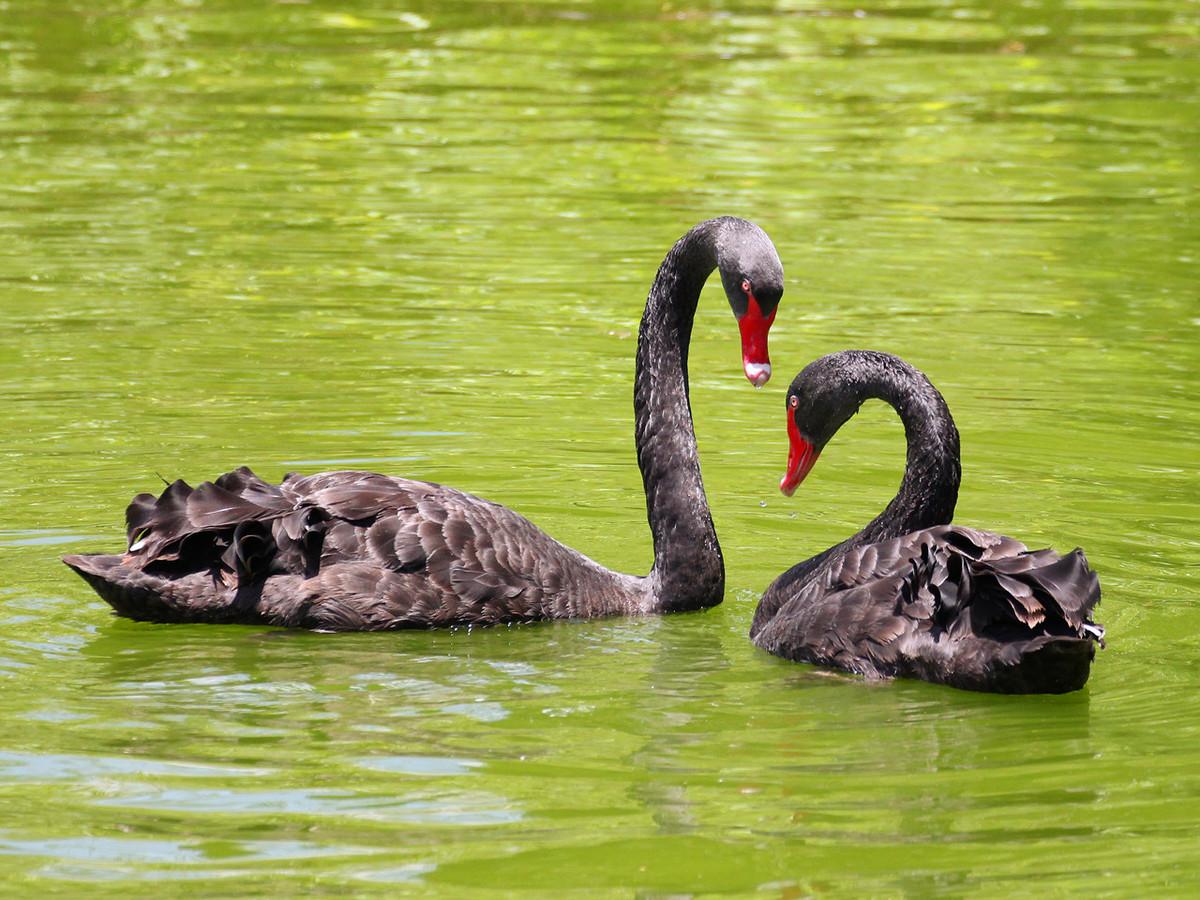 终身一夫一妻动物有哪些,终生一夫一妻的动物