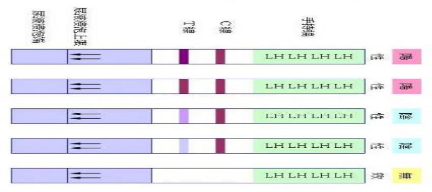 排卵期是怎么样,排卵期是什么时间怎么算