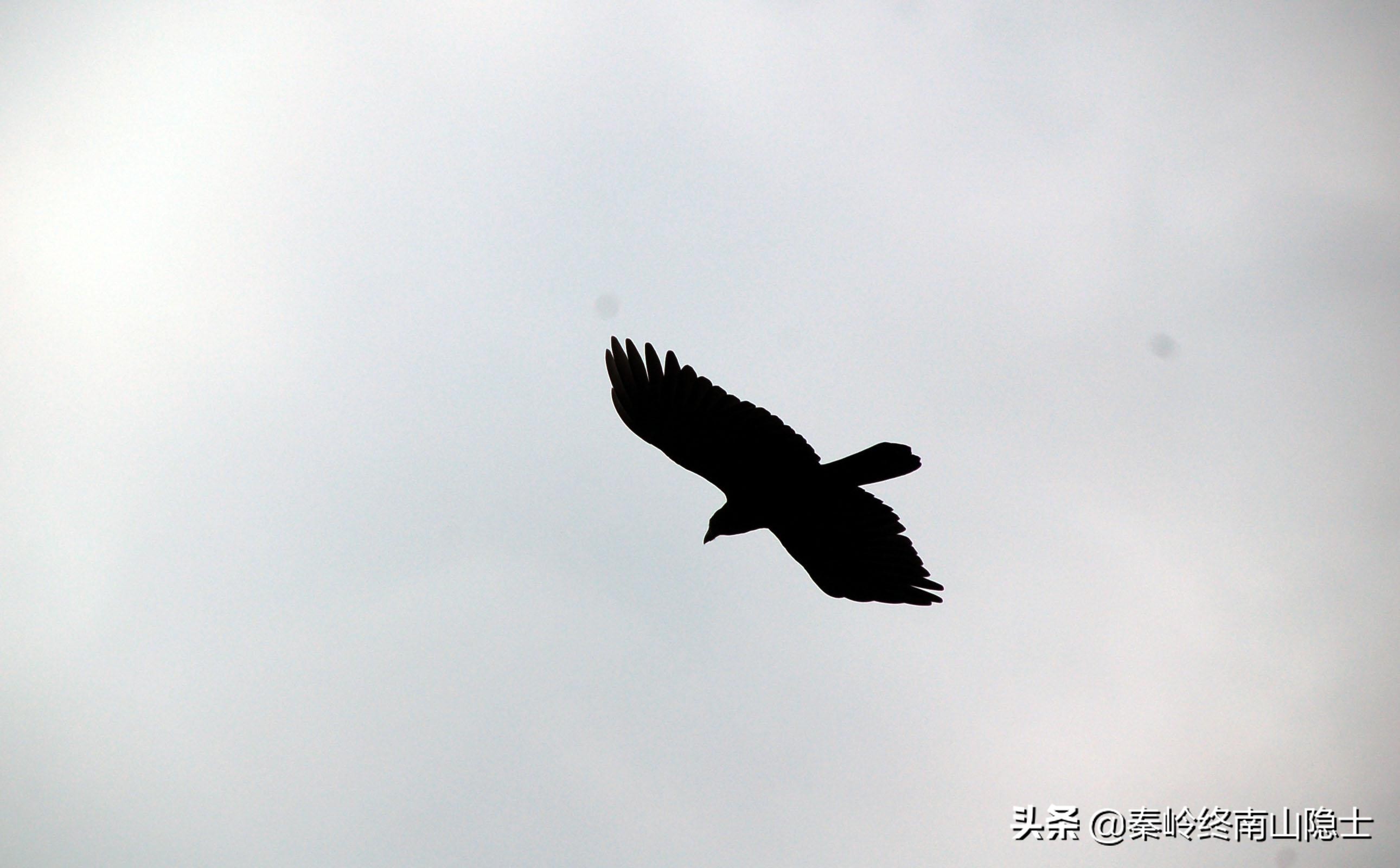 偶遇一只受伤的鸟类,发现一只受伤的鹰隼怎么处理