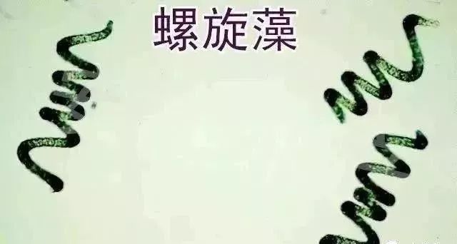 水中常见的绿藻,列举哪些常见藻类是绿藻