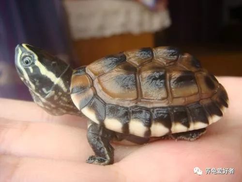 龟腿肿了怎么消除,龟腿部肿无法正常行走