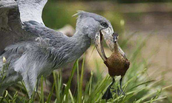 别小看又呆又傻的鲸头鹳，其实连鳄鱼都害怕这种蠢萌可爱的家伙