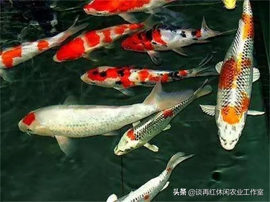 鱼树栽屋前好还是屋后好,阳宅不宜栽什么树