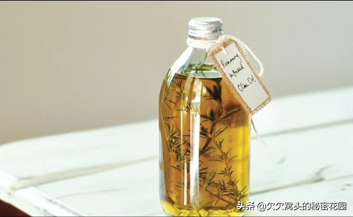 一座可以吃的花园--香草花园2迷迭香