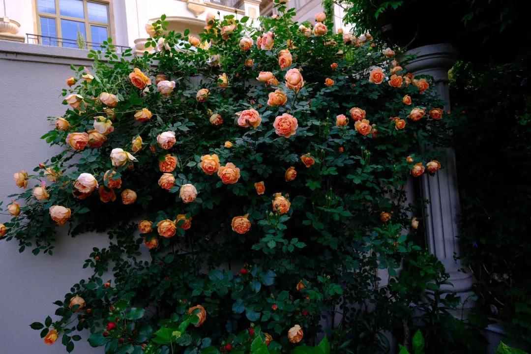 北方一年四季都开花的花园,东北花园四季开花植物