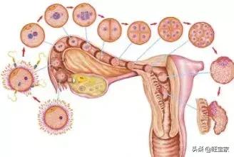 阿sa林志玲宋慧乔,阿sa徐静蕾林志玲