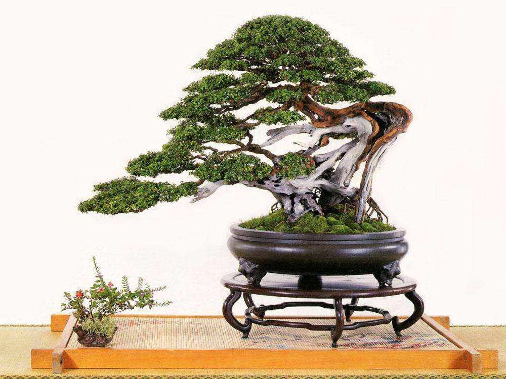 怎样养好雀梅的盆景,怎样养好雀梅盆景