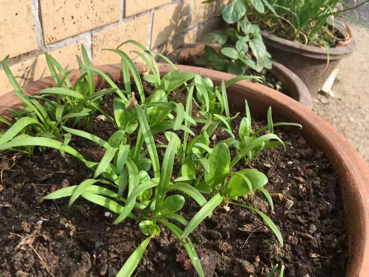 阳台种菜有讲究吗,阳台种菜十大注意事项