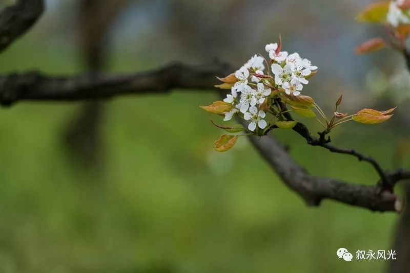 千树万树梨花开风景欣赏,千树万树梨花开美景可以去哪欣赏