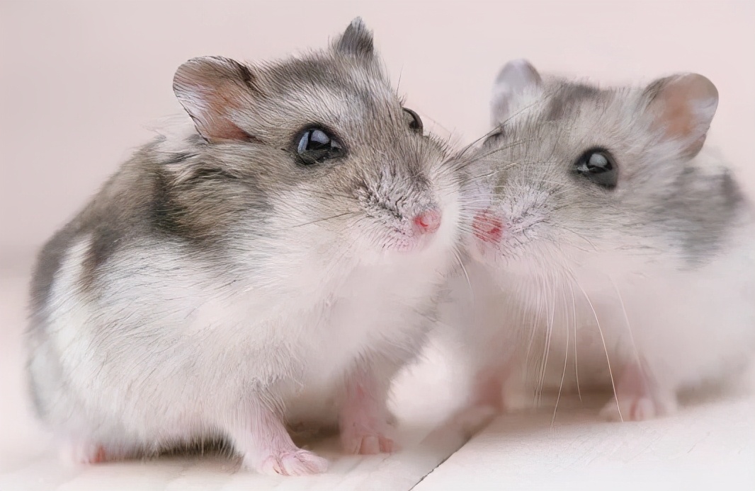 仓鼠咬人怎么办怎么驯服它,仓鼠咬人会不会打你