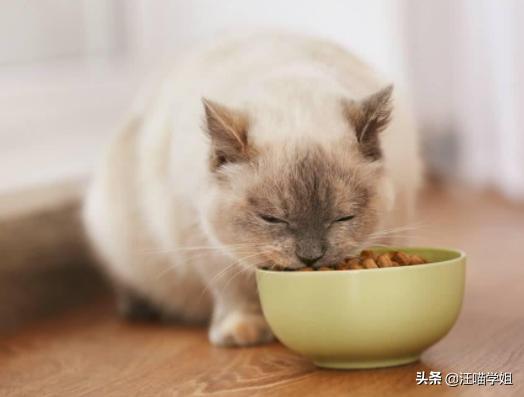 猫咪呕吐导致叠肠,猫咪频繁呕吐应该如何治疗