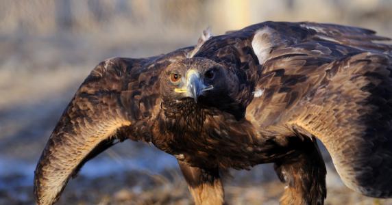 高空捉虫，水下捕鱼，还能看到紫外线，鸟类的眼睛里藏着什么秘密