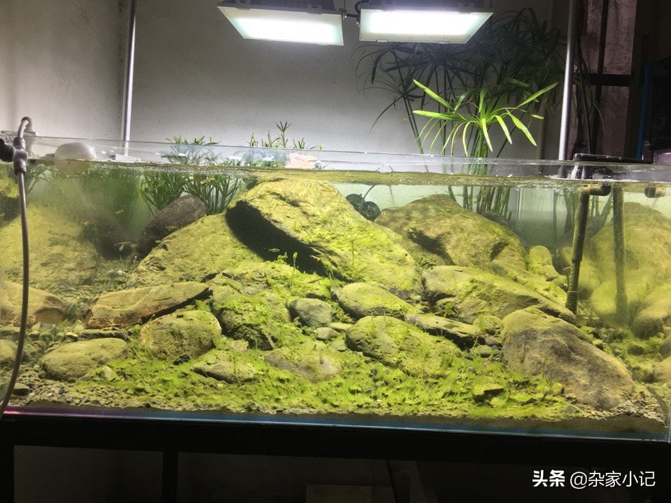 原生缸加热推荐,不用过滤器的原生缸