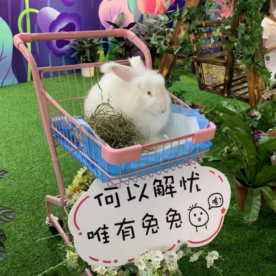 宠爱嘉年华小视频,宠爱嘉年华