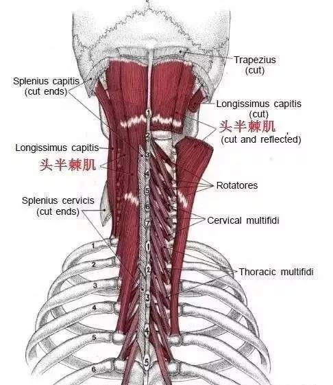 偏头痛的部位是哪里,偏头痛的原始痛点