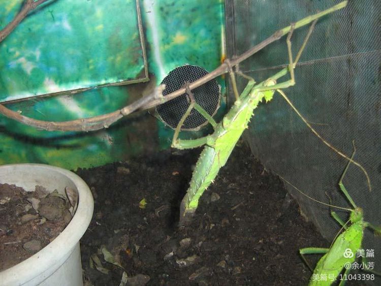 上海野生昆虫馆,上海昆虫馆门票多少