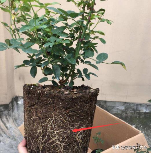 刚买的月季苗如何种植,买回来的月季苗怎样上盆