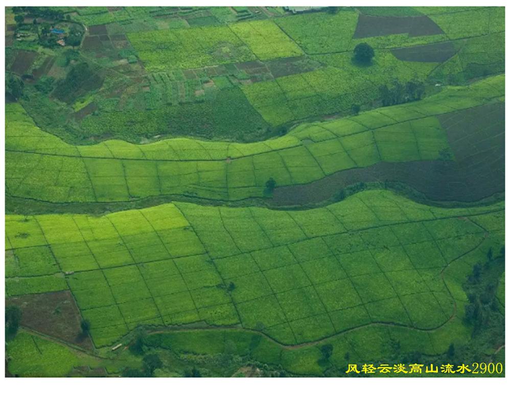 中国红茶肯尼亚红茶,肯尼亚红茶优势