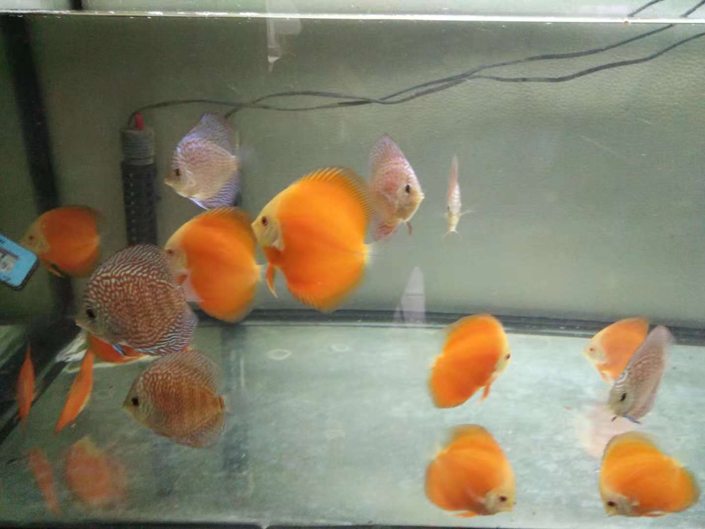 一米二上滤鱼缸怎么养,下滤鱼缸怎么清理