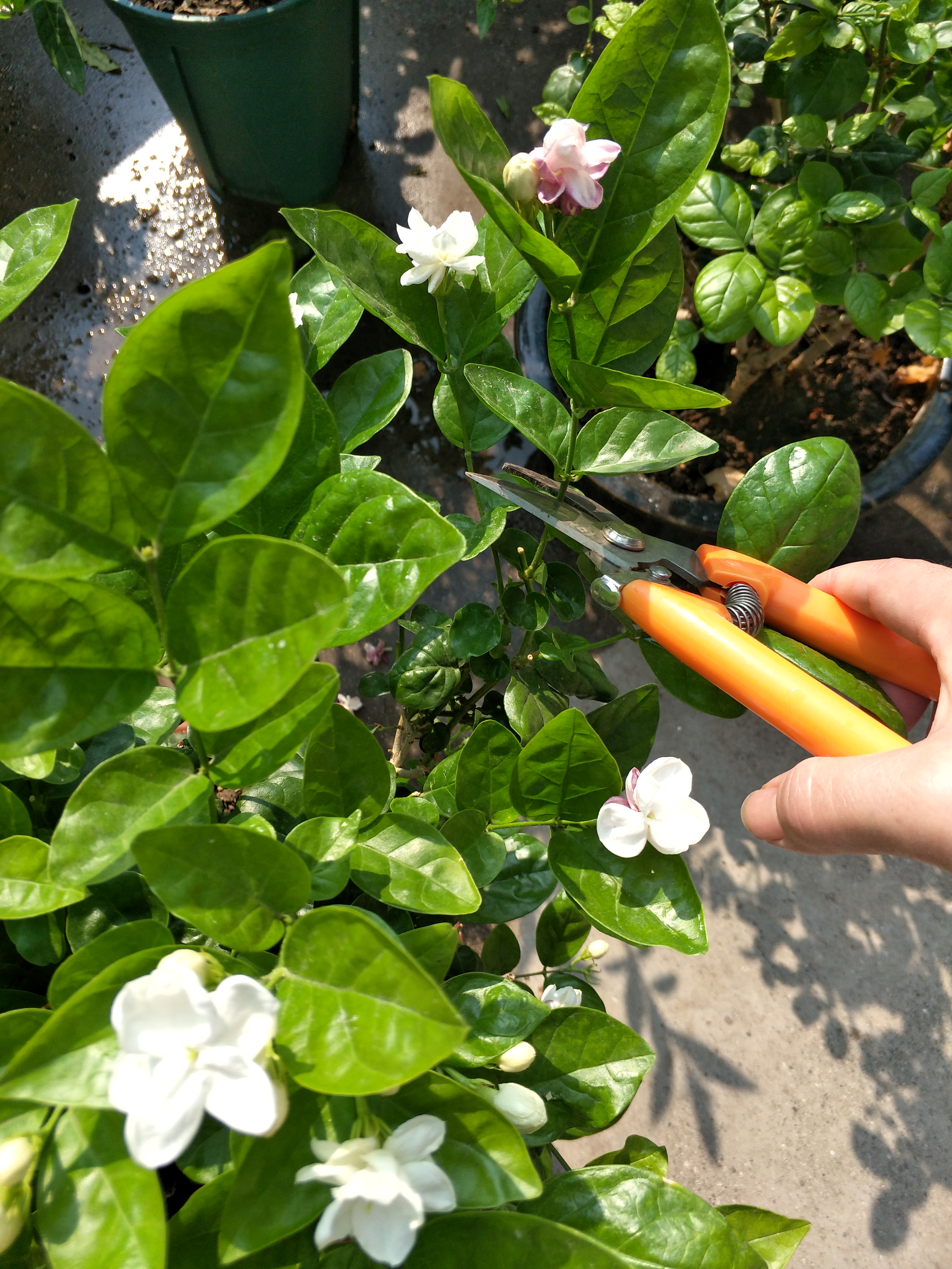 茉莉花叶片掉光怎么办,茉莉花叶片干枯掉落怎么办