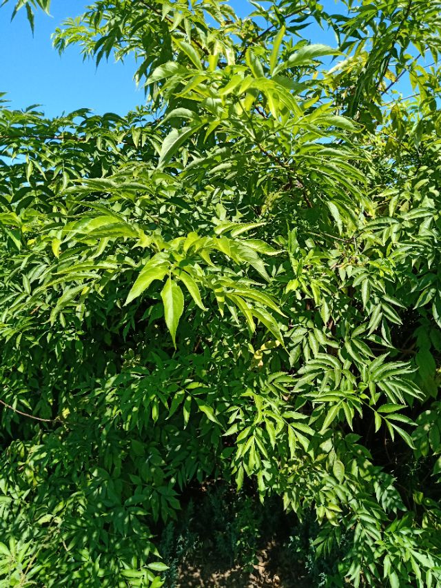 代购苗木,代销苗木挂账