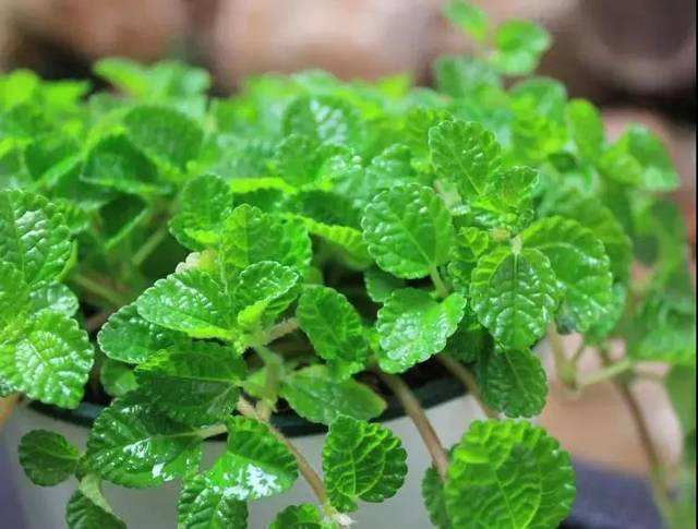 室内最理想绿植“吸毒草”的养殖方法以及注意事项