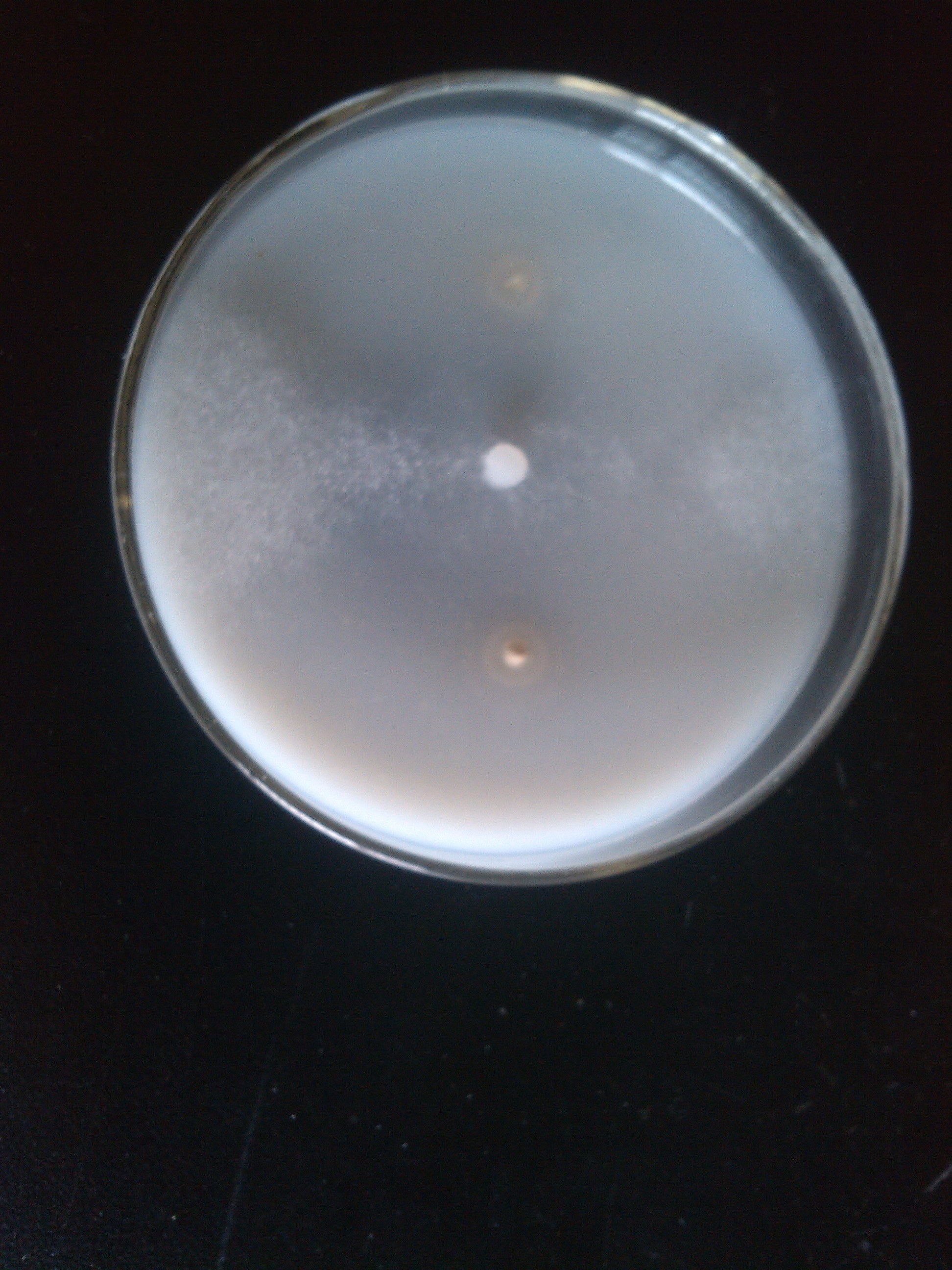 枯草芽孢杆菌在植物病害生物防治中的应用及其机理（上）