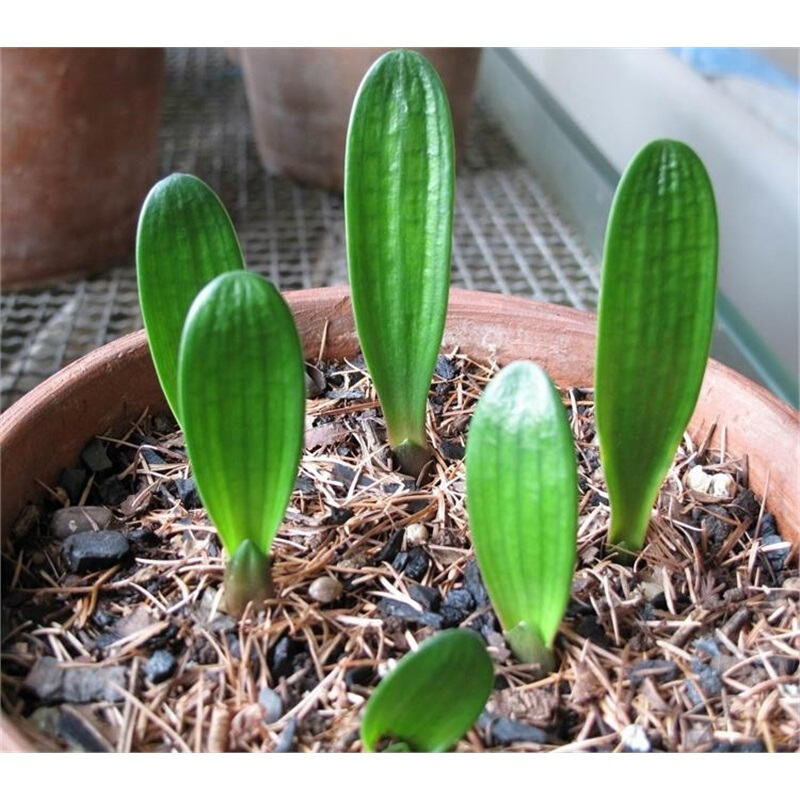 君子兰从配土到开花的五种步骤,君子兰怎么样繁殖出小的君子兰