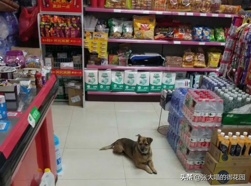 主人因新冠疫情离世,狗狗苦守医院3个多月!堪称现实版忠犬八公