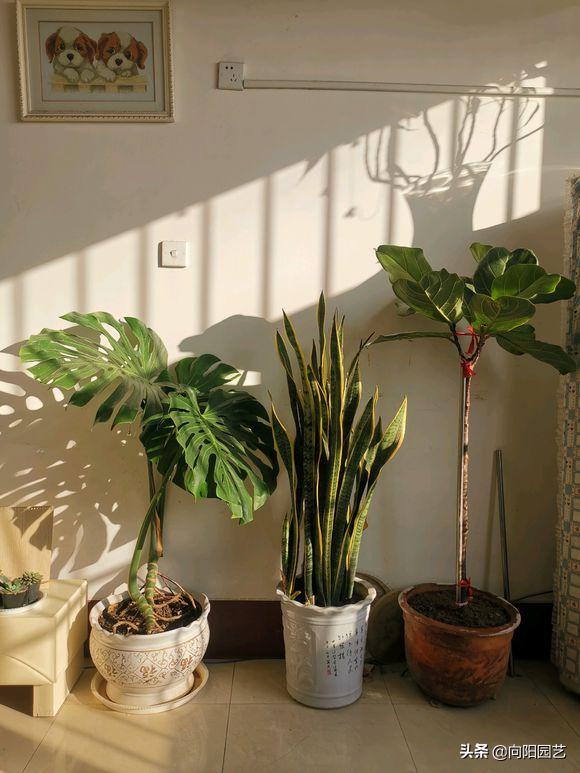 虎皮兰爆小崽但不长高,虎皮兰从底下长出小芽