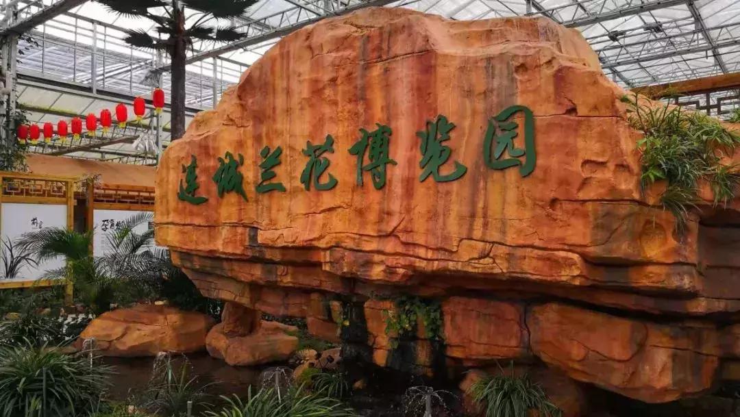 精品寒兰展,福建连城寒兰节