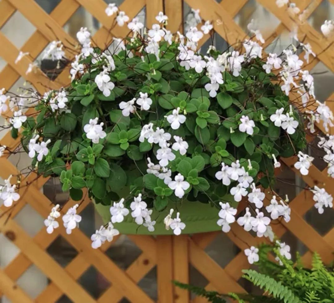 懒人室内养花就养4款开花机器,懒人专属开花机器花儿天天开爆盆