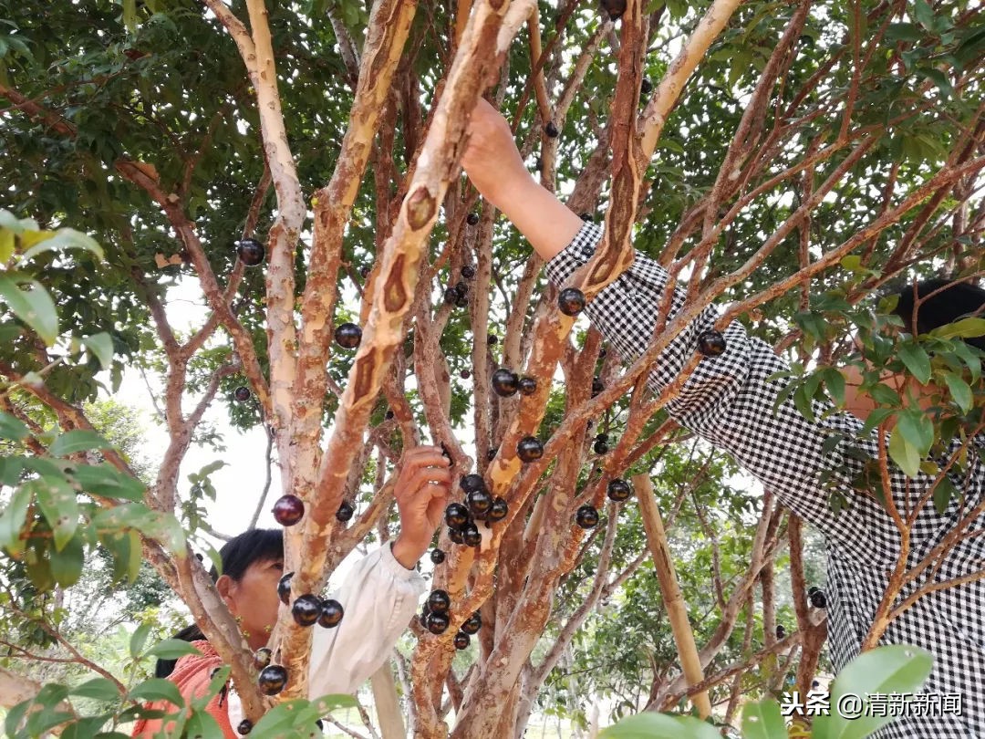 神奇！太平金门有种长在树干上的果子！