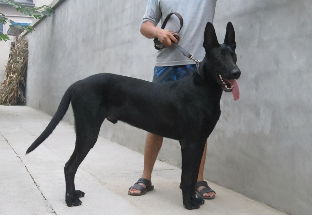 狗尾巴怎么样才是卷尾狗,狗尾巴向上翘是不是不纯