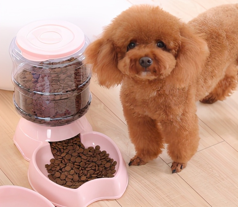 泰迪犬不吃东西挑食怎么办,小型泰迪犬超级挑食怎么办