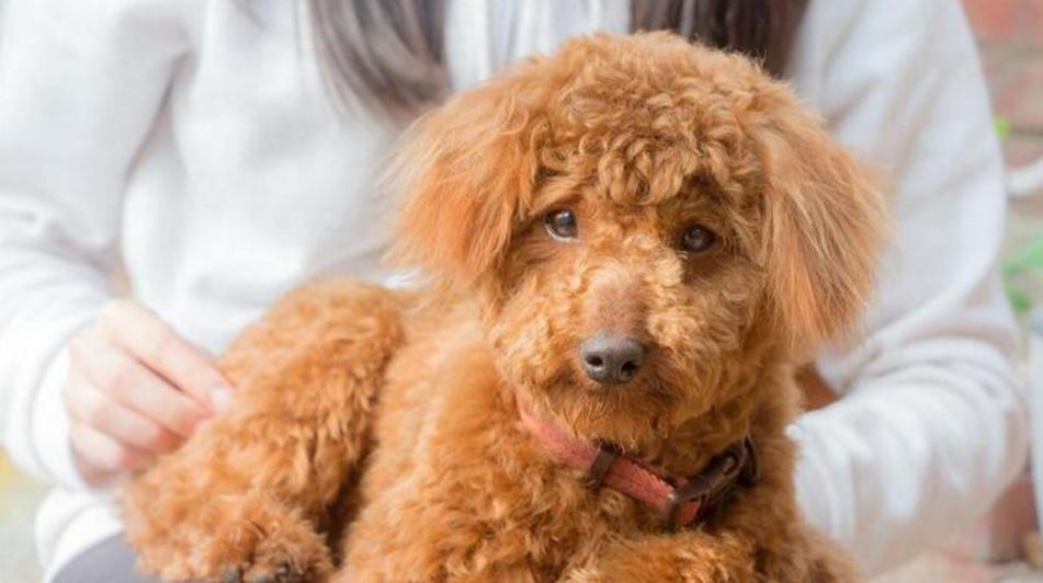 泰迪吃了葡萄然后吐了没事吗,泰迪吃了七八个葡萄一点事没有