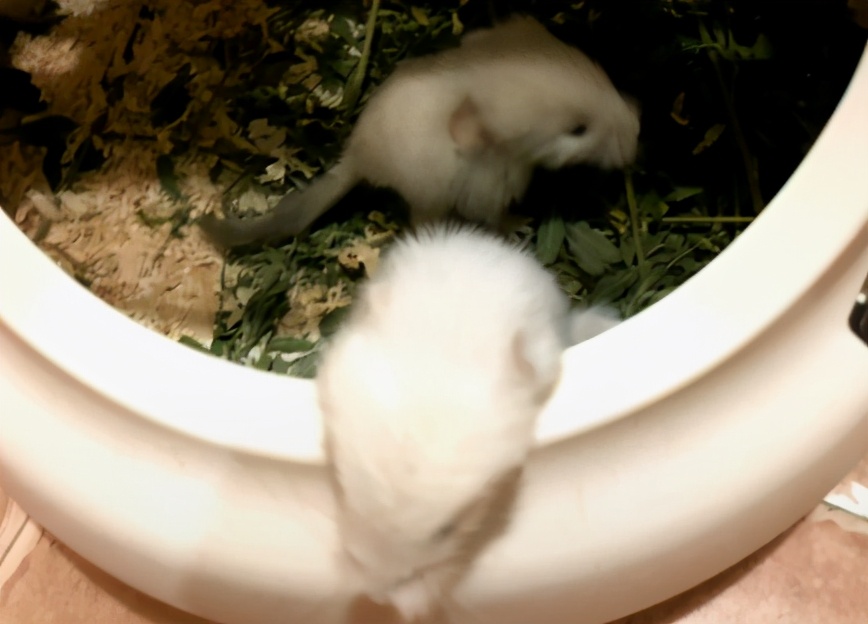 宫崎骏龙猫抱着小龙猫 (有一种可爱叫宫崎骏眼里的龙猫)