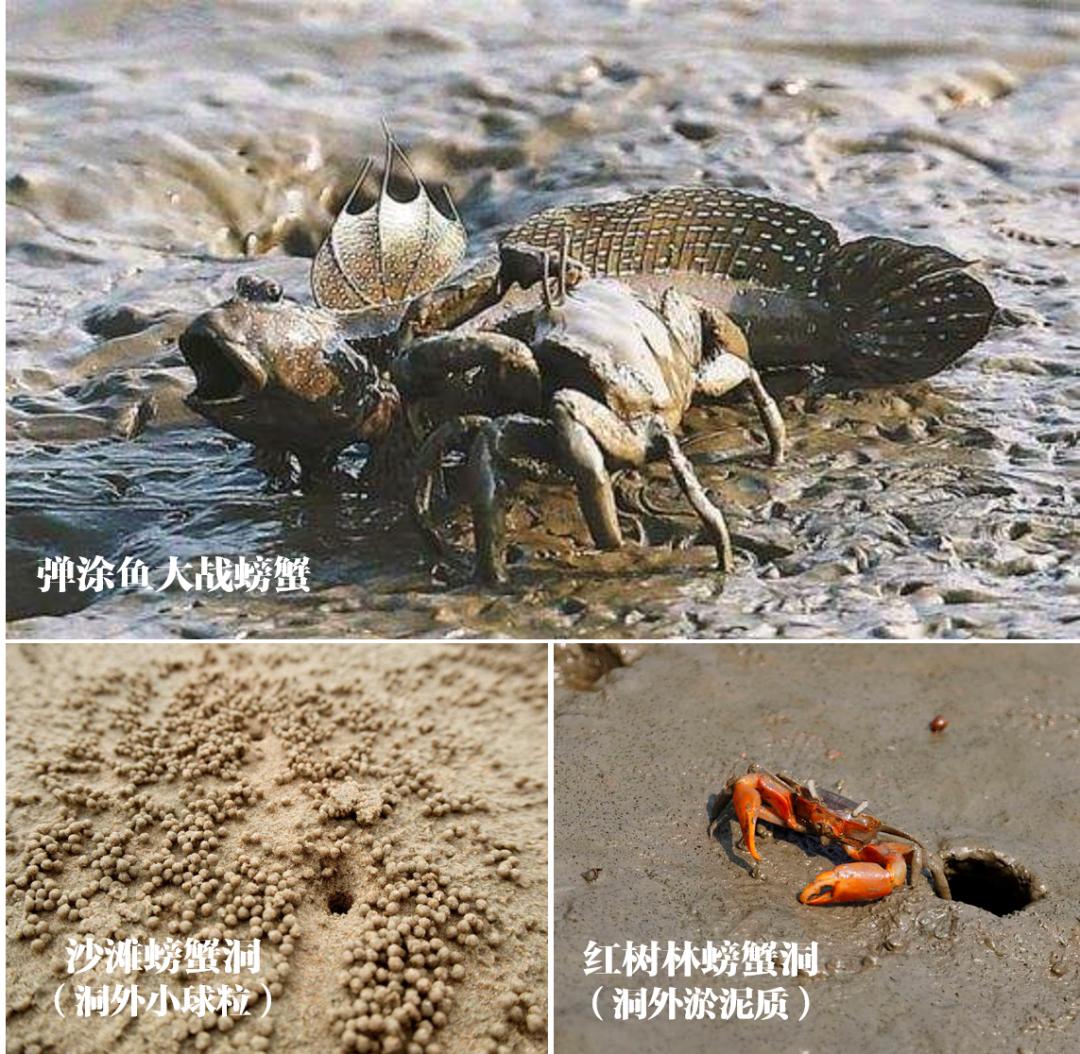 深圳湾在哪里,深圳湾是什么区的