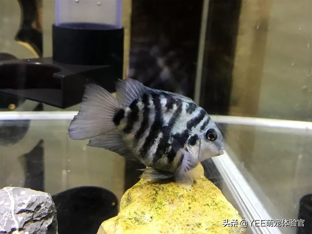 九间菠萝鱼可以和什么鱼杂交,九间菠萝鱼喜欢什么水质