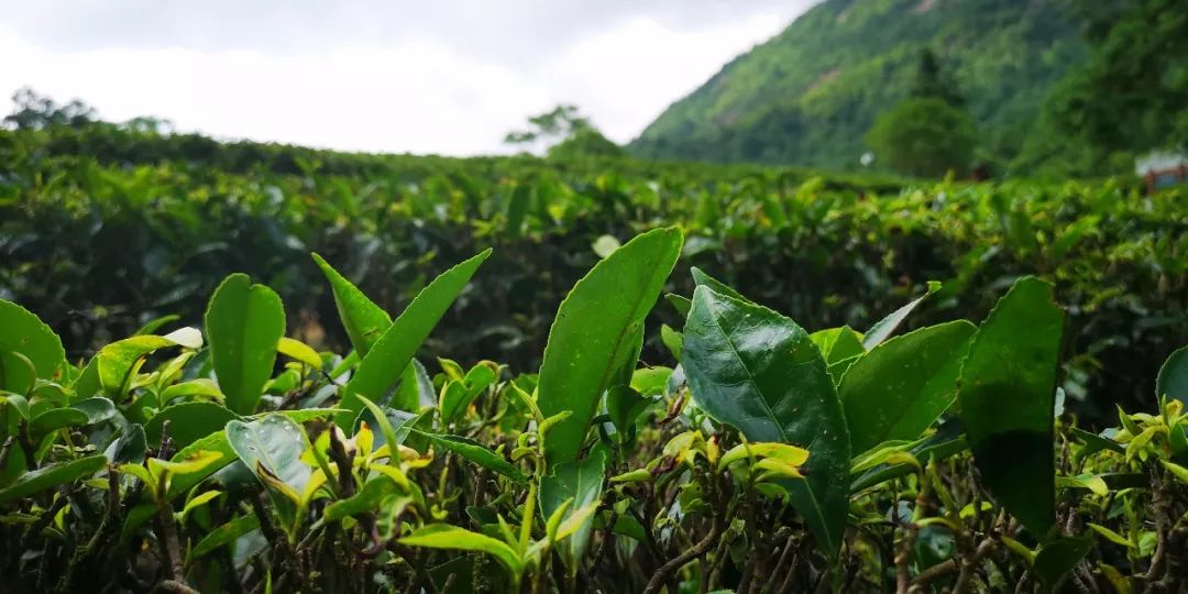 贺州姑婆山景区国家森林公园,贺州姑婆山森林公园路线