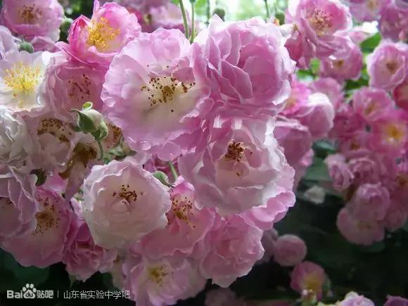 在济南,有种青春叫省实验!