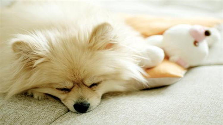 狗狗也要保养皮肤啦,狗狗也要爱护好牙齿